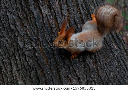 A squirrel on a tree, a squirrel looks into the lens, a squirrel froze in anticipation. Squirrel in a winter coat.