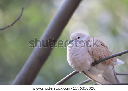 A Cute Dove Is Sitting On A Branch