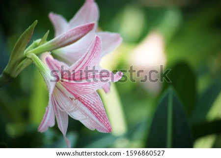 Closeup picture elements with beautiful pink lilies blooming on a green background