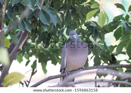 A Cute Dove Nest Closeup View