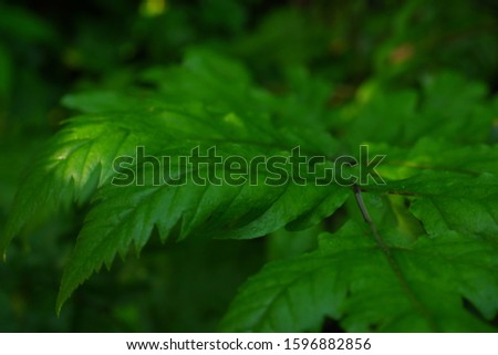 wild plant in the rainforest