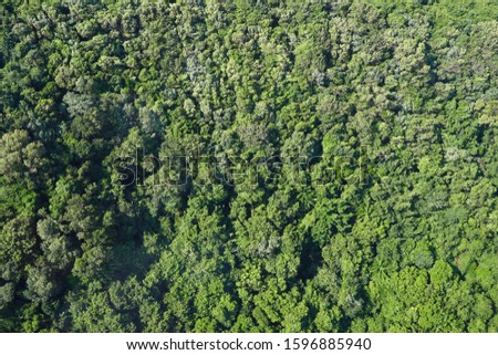 Dense forest in Phu Quoc, Vietnam
