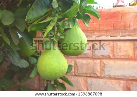 Green Pomelo ripening (ripe) fruits hanging on branch on tree with leaves on home garden balcony (yard), natural citrus maxima fruit, organic house gardening plant, agricultural fruit, big large fruit Royalty-Free Stock Photo #1596887098