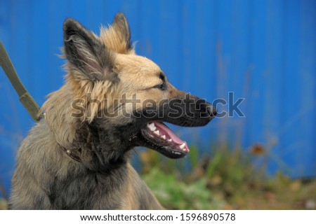 brown puppy mongrel on a blue background