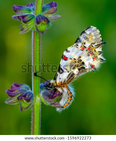 Closeup   beautiful butterflies ( Zerynthia cerisyi ) sitting on the flower.

