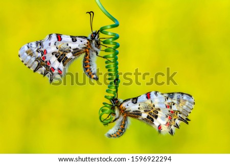 Closeup   beautiful butterflies ( Zerynthia cerisyi ) sitting on the flower.

