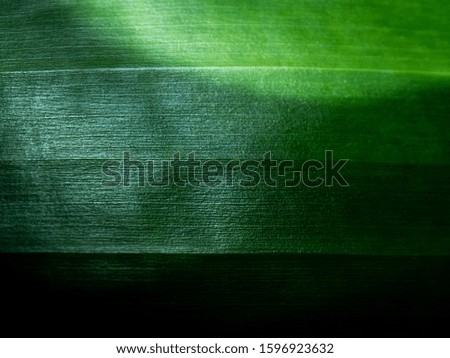 Banana leaf macro photography . Banana leaf background.