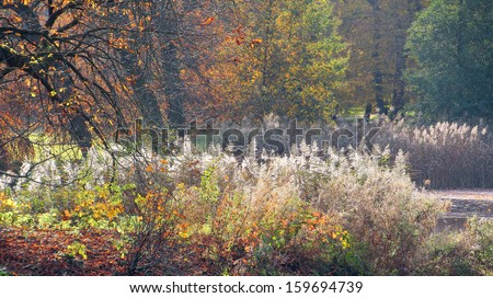 Flowering reeds are standing around a small pond. All the plants are in their autumn colors. An autumn background.