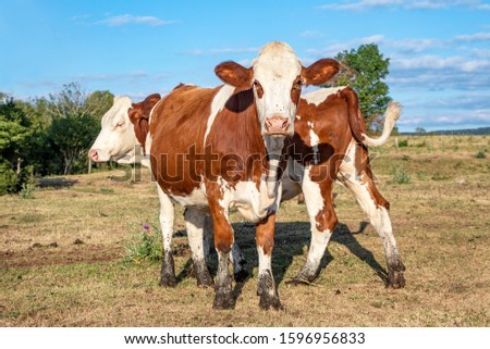 Two young cows with muddy hooves playing in the field, red and white montbeliarde heifer in the Jura, France