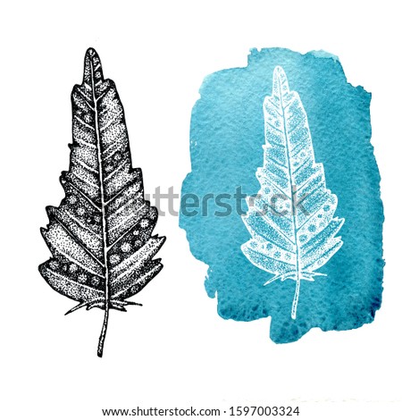 Bird feather with a closeup pattern. Hand drawn graphic illustration isolated on white background and on watercolor blue background. For cover design, easter products, template, print, card.