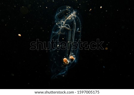 Pictures of sea creatures living in nature and beautiful ocean.