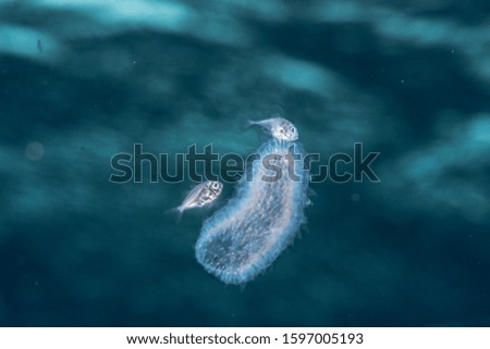 Pictures of sea creatures living in nature and beautiful ocean.