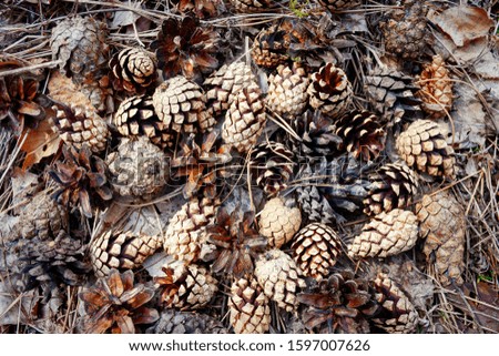 Fallen dry pine cones and dry needles on the ground in the forest.