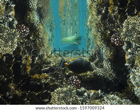 The underwater world in the tropical sea. The concept of danger, fear. Multi-colored corals, fish, shark turquoise sea water in a dark tunnel, collage