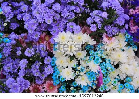Beautiful Chrysanthemum flower for a background.