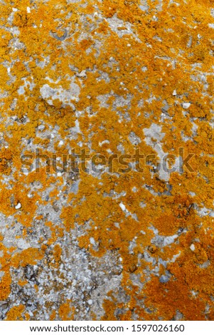 The texture of yellow and orange moss on the stone.