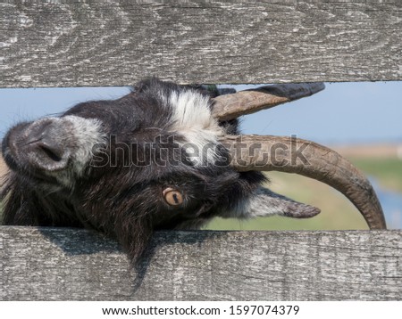 A Dutch Landrace goat sticks its head through a fence of a meadow in a nature reserve.