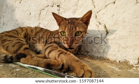 beautiful domestic cat staring with sharp green eyes laying on ground in front of white wall