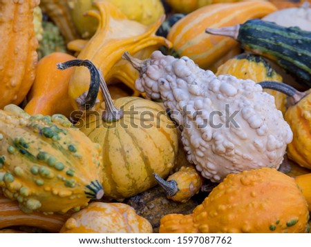 Freshly harvested gourds in different shapes and colors in the fall at a farmers market.