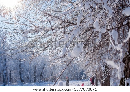 snowy icy trees in a winter park


