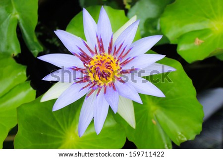 Picture of water lily, lotus flower  and lotus leaf on the river.