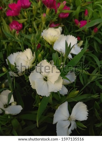 Beautiful white Dianthus barbatus also known as sweet William.