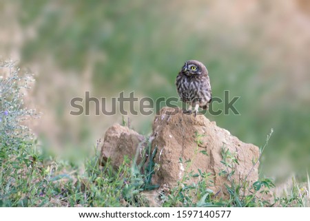 Young little owl on blurry background.