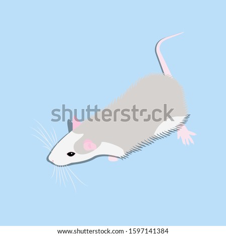 Pet cute Rat. cute Decorative rat. Domestic rat on a blue background