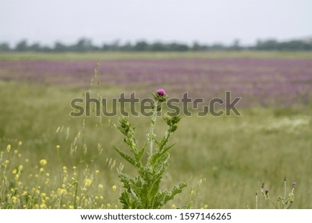 A field of lavender grown