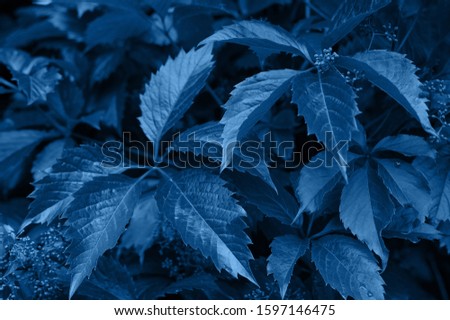the texture of the leaves . background image. classic blue 2020. background image. space for text