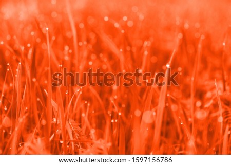 lush lava background 2020 color, dew drops on grass. macro photo. large dew drops on stems