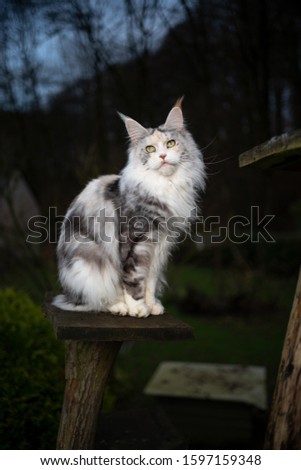 black torbie silver highwhite sitting on wooden platform of a cat tree outdoors in the garden looking at camera at dawn
