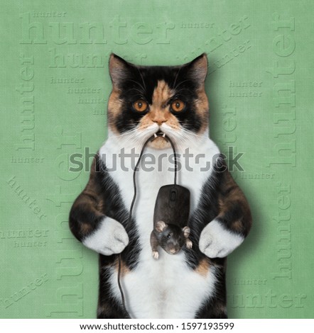 The colored cat holds a black computer mouse in its teeth by the tail. Green background. Isolated.