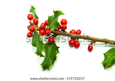 Holly Branch and Red Berries Isolated on White