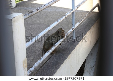 Alone and lonely monkey sit on the metal balustrade. Sadness and hopeless concept. Adorable monkey sitting alone on the concrete floor. 