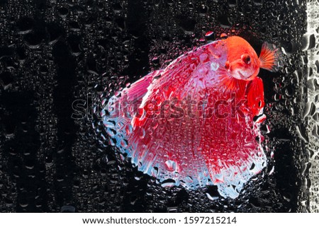 siamese fighting fish of art, betta fish in aquarium have noise  , blurred , selected focus.