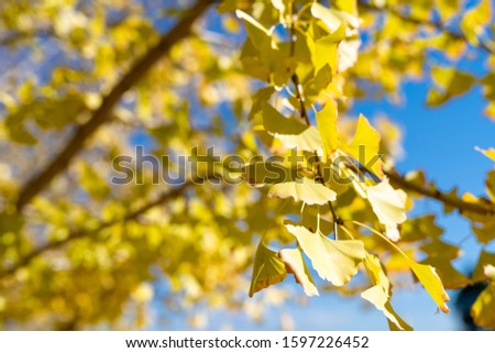 A row of beautiful golden ginkgo trees and blue sky