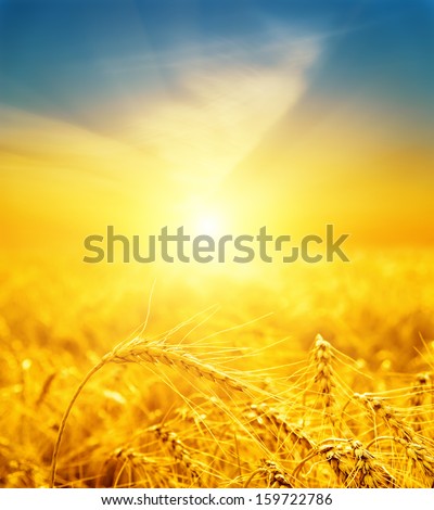 wheat on sunset. soft focus on bottom of pictures