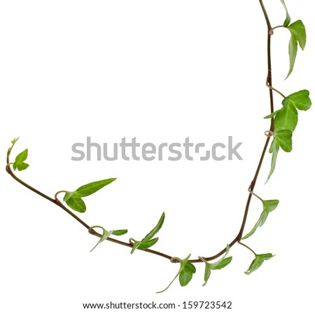 Border Frame made of Green climbing plant ivy close up isolated on white background 