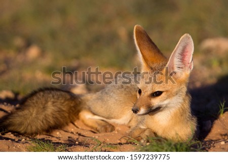 Cape Fox (Vulpes chama), Kgalagadi Transfrontier Park, Kalahari desert, South Africa
