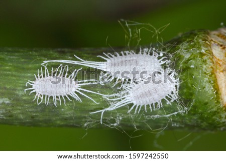 Closeup of a  long-tailed mealybug - Pseudococcus longispinus (Pseudococcidae) on an orchid leaf, mealybugs are pests that feed plant juices. Insect on the orchid. Royalty-Free Stock Photo #1597242550