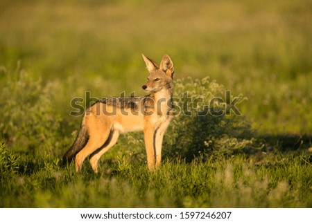 Black-backed Jackal (Canis mesomelas), Kgalagadi Transfrontier Park, Kalahari desert, South Africa/Botswana