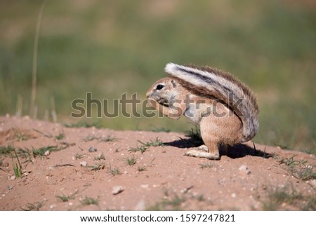 African Ground squirrel (Xenus inauris), Kgalagadi Transfrontier Park, Kalahari desert, South Africa/Botswana