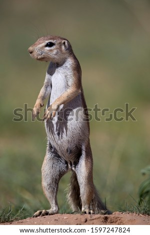 African Ground squirrel (Xenus inauris), Kgalagadi Transfrontier Park, Kalahari desert, South Africa/Botswana