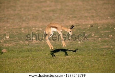 Springbok (Antidorcas marsupialis) -lamb, Kgalagadi Transfrontier Park in rainy season, Kalahari Desert, South Africa/Botswana