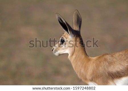 Springbok (Antidorcas marsupialis) -lamb, Kgalagadi Transfrontier Park in rainy season, Kalahari Desert, South Africa/Botswana