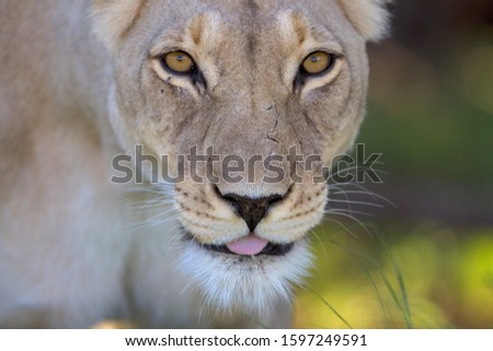 African lion (Panthera leo) - Female, Kgalagadi Transfrontier Park, Kalahari desert, South Africa/Botswana