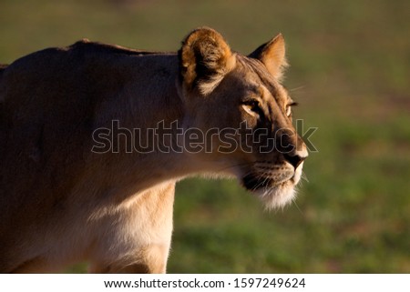 African lion (Panthera leo) - Female, Kgalagadi Transfrontier Park, Kalahari desert, South Africa/Botswana