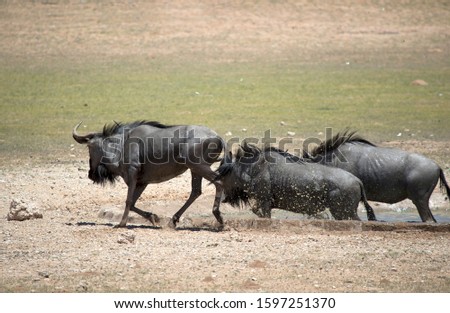 Blue wildebeest (Connochaetes taurinus), running, Kgalagadi Transfrontier Park, Kalahari desert, South Africa/Botswan
