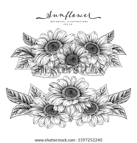 Nature design elements. Black and white sunflower botanical illustration. Vintage floral clip art hand drawn group. Flowers drawing and sketch with line-art Isolated on white background.